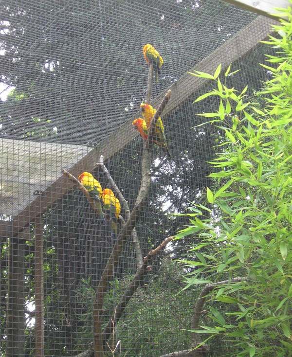 Zoo d'Amiens -2012