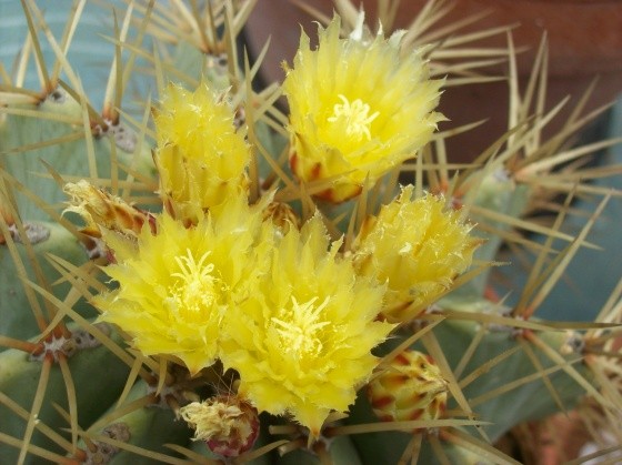 Fleurs de Cactus