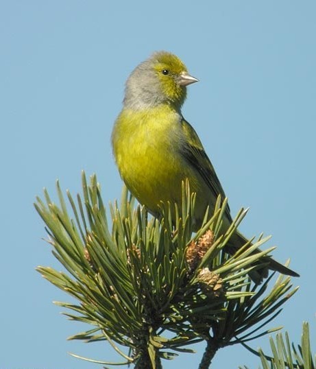 Superbes images d'oiseaux