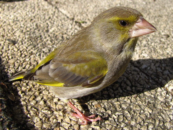 Superbes images d'oiseaux