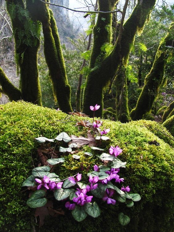 Sous bois au printemps