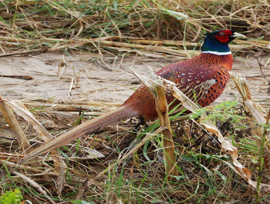 Superbes images d'oiseaux