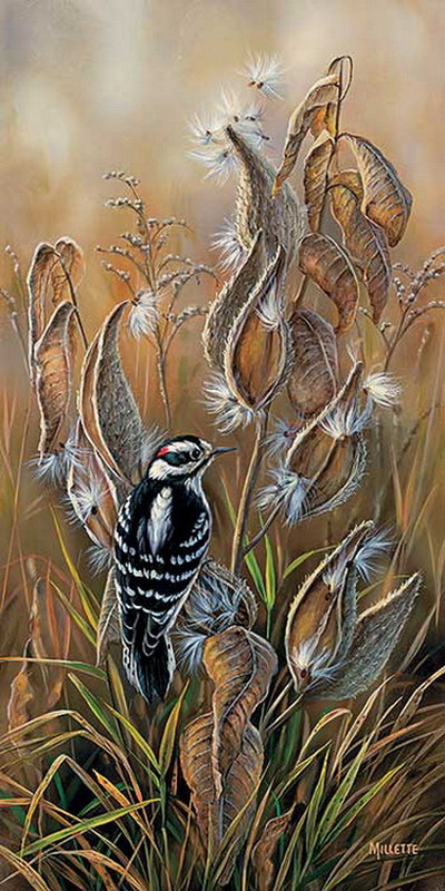 Superbes peintures d'oiseaux