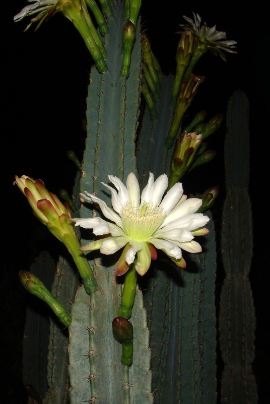 Fleurs de Cactus