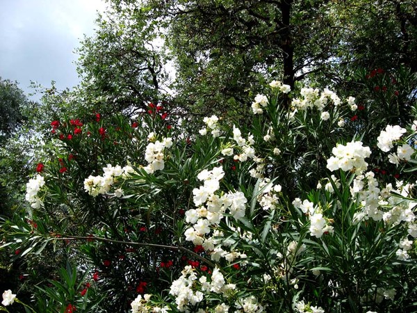 Paysages -Printemps -Eté