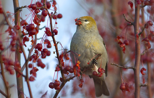 Superbes images d'oiseaux