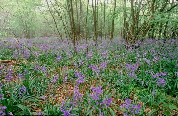 Sous bois au printemps