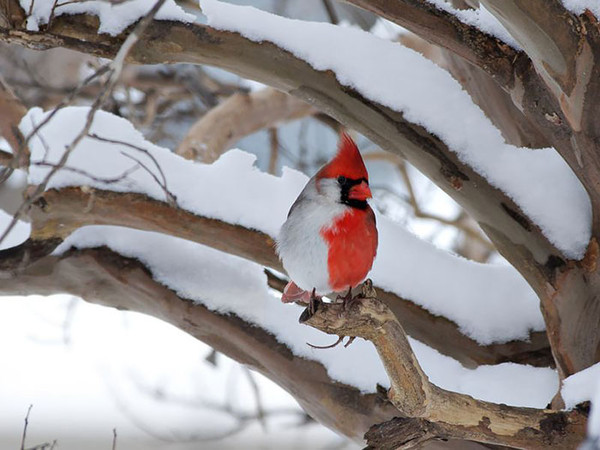 Superbe image d'oiseaux