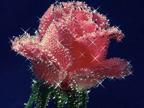 Rose (gif)