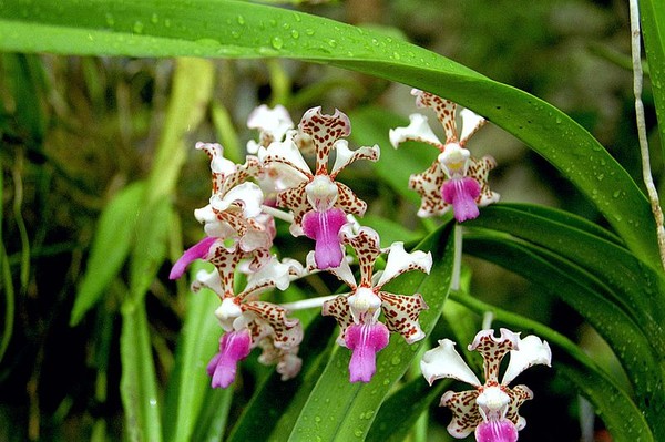 Fleurs d'Orchidées