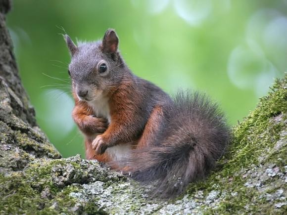 Belles images d'écureuils