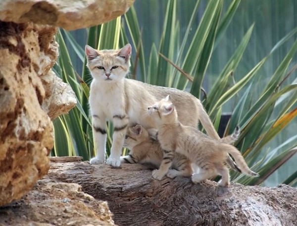 Belles familles