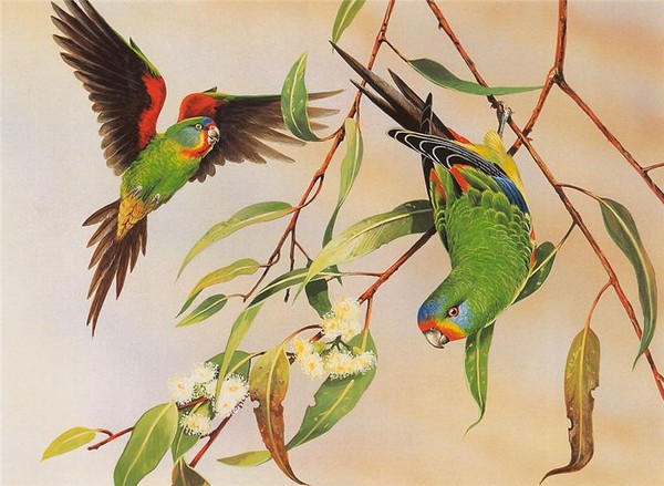 Superbes peintures d'oiseaux