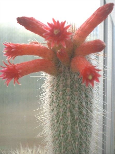 Fleurs de Cactus