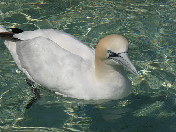 Superbes images d'oiseaux