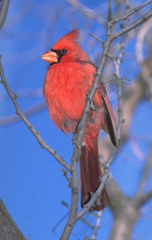 Superbes images d'oiseaux