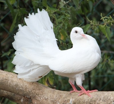 Superbes images d'oiseaux