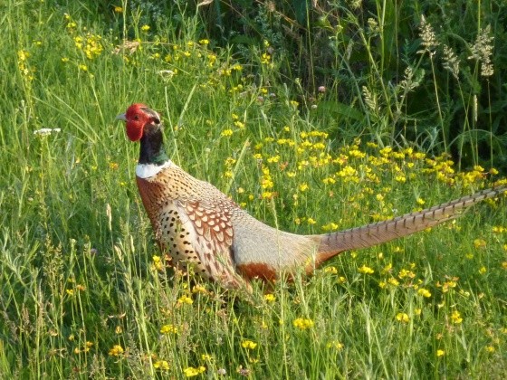 Superbes images d'oiseaux