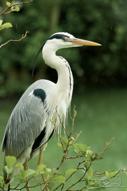 Superbes images d'oiseaux