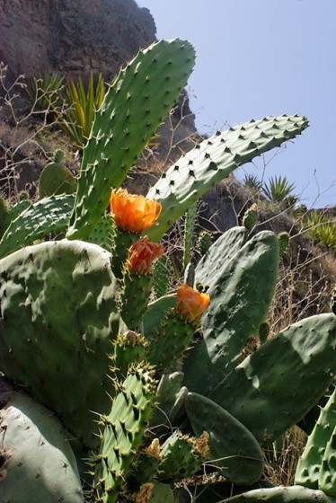 Fleurs de Cactus