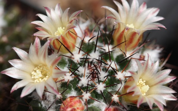 Fleurs de Cactus