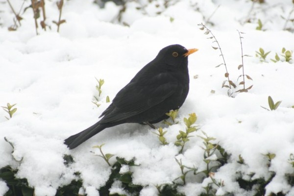 Superbes images d'oiseaux