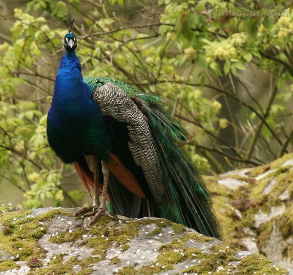 Superbe image d'oiseaux