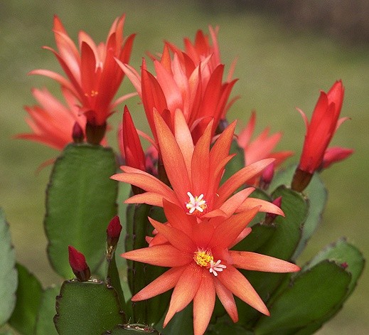 Fleurs de Cactus