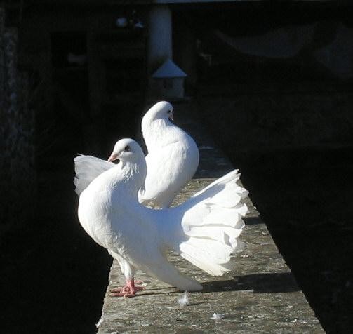 Superbes images d'oiseaux