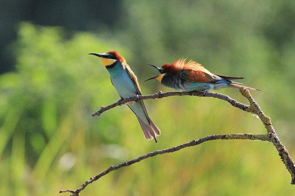 Superbes images d'oiseaux