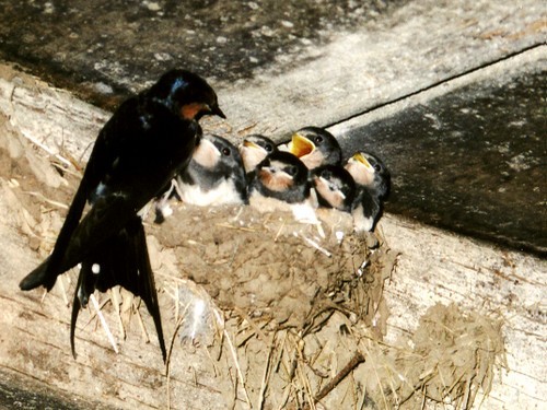 Superbes images d'oiseaux