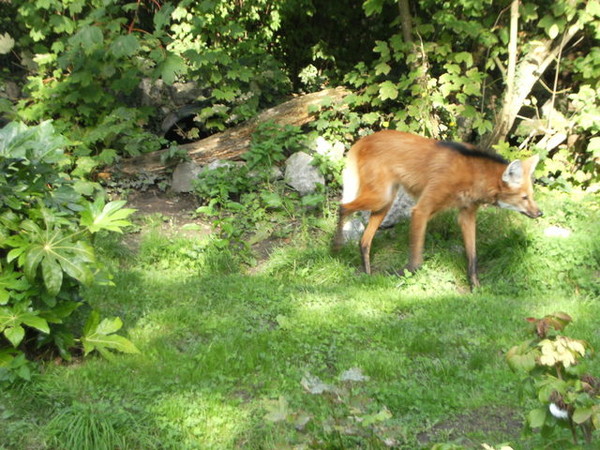 Zoo d'Amiens -2012