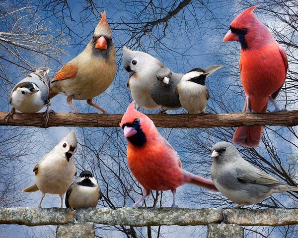 Superbe image d' oiseaux