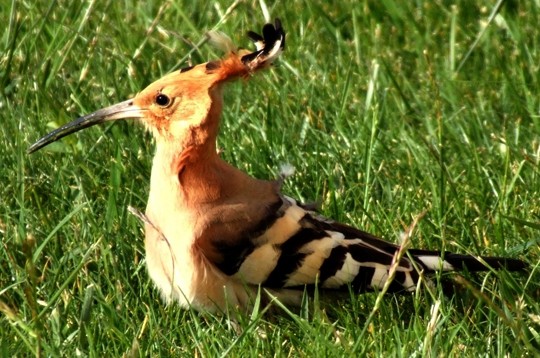 Superbe image d'oiseaux