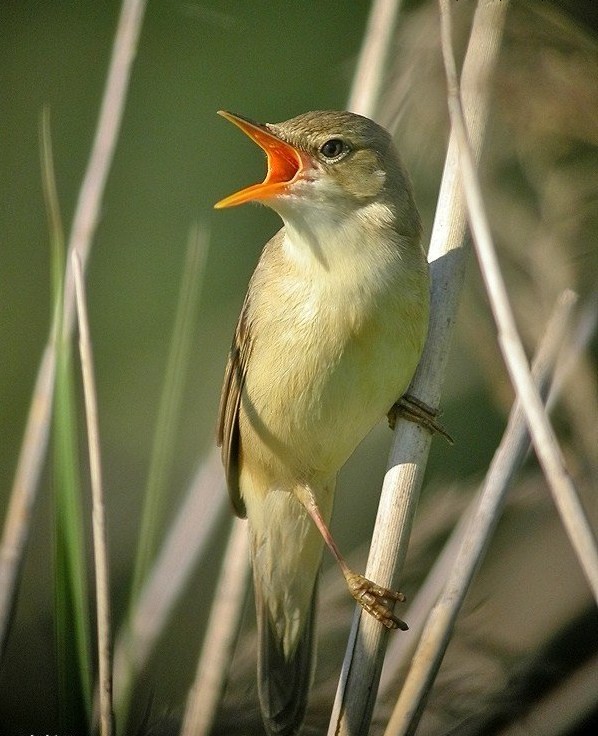 Superbes images d'oiseaux