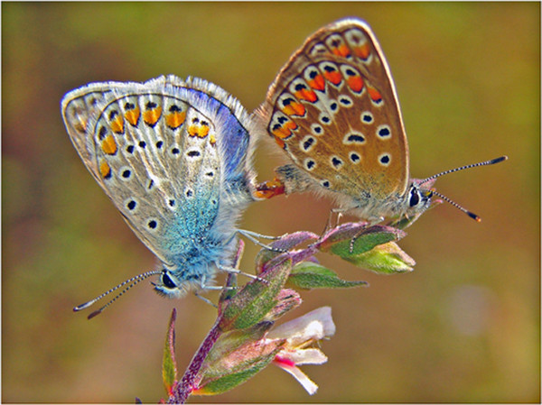 Superbes papillons