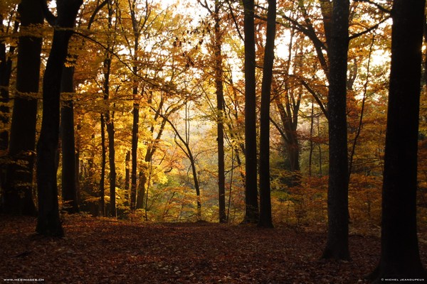 Paysage d'automne