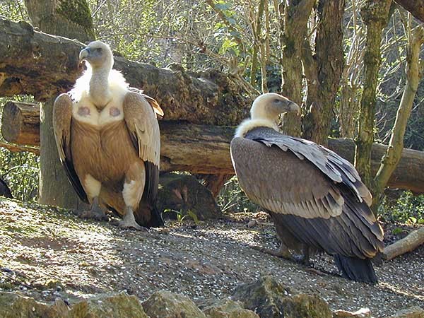 Superbes images d'oiseaux