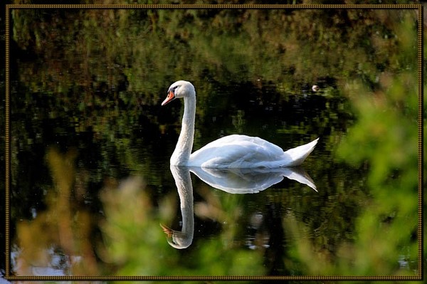 Superbes images d'oiseaux