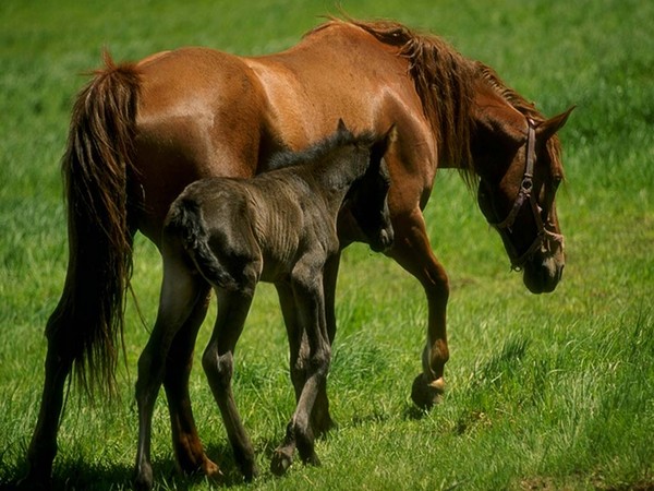 Belle famille