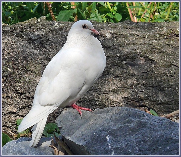 Superbes images d'oiseaux