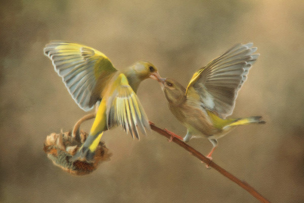 Superbes images d'oiseaux