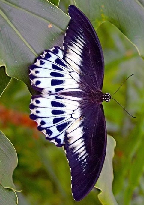 Superbe  papillon 