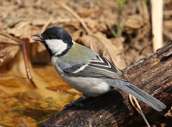 Superbes images d'oiseaux