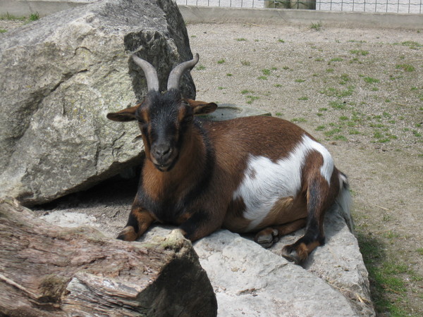 Zoo d'Amiens -2012