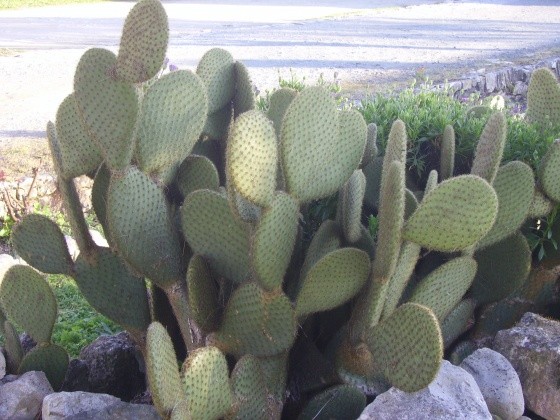 Fleurs de Cactus