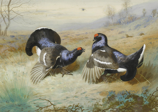 Superbes peintures d'oiseaux