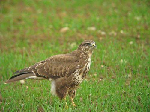 Superbes images d'oiseaux