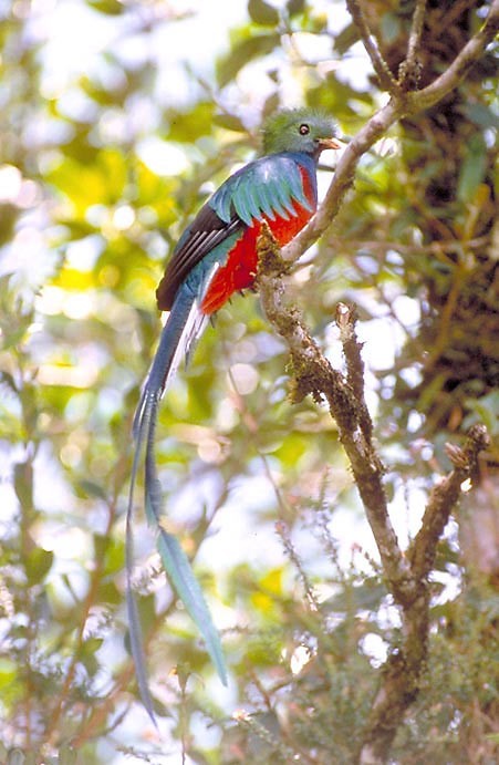 Superbes images d'oiseaux