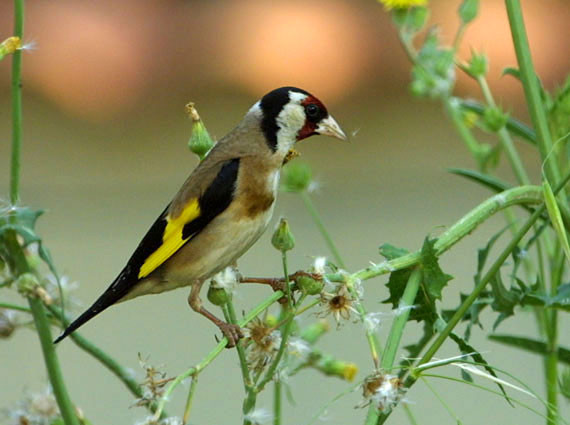 Superbes images d'oiseaux